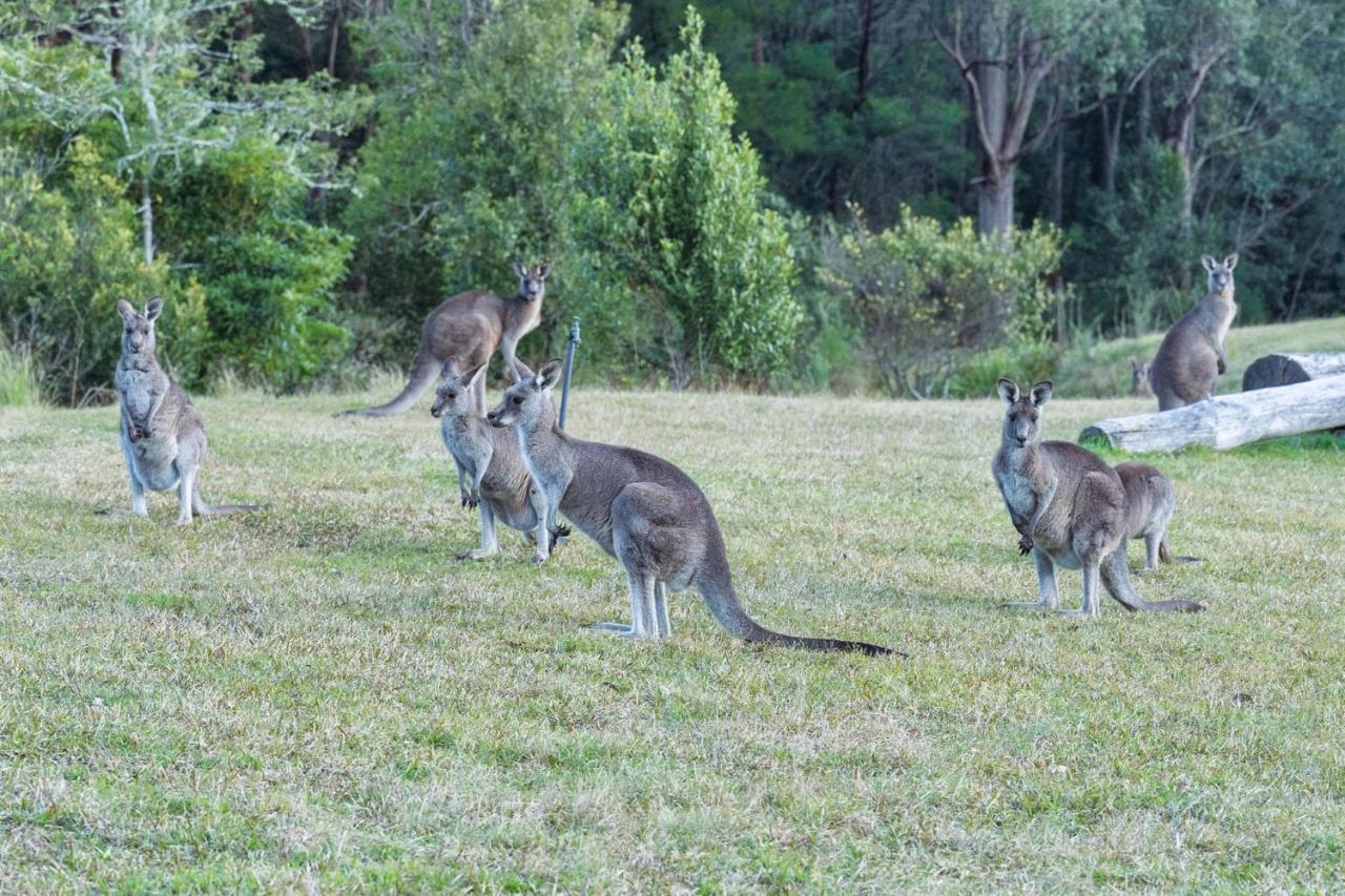 Jumulu Lodge A Unique Luxury Escape Kangaroo Valley Luaran gambar